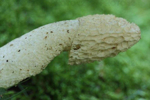 Common Stinkhorn