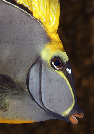 Portrait Cowfish