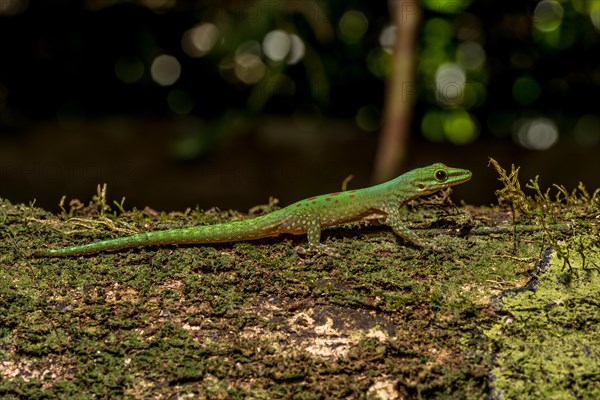 Day gecko