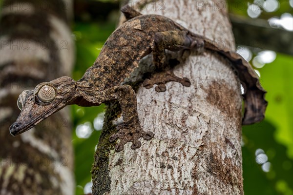 Giant leaf-tailed gecko