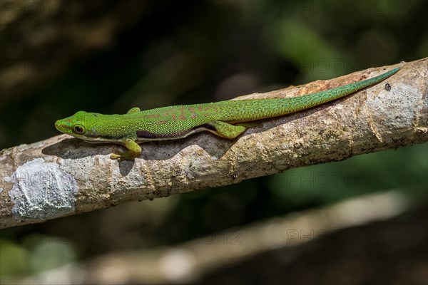 Striped day gecko