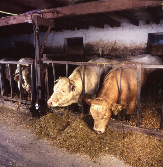 Small farmers in agriculture