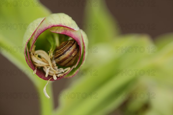 Bud of Stinking hellebore