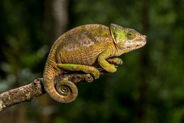 Globifer chameleon