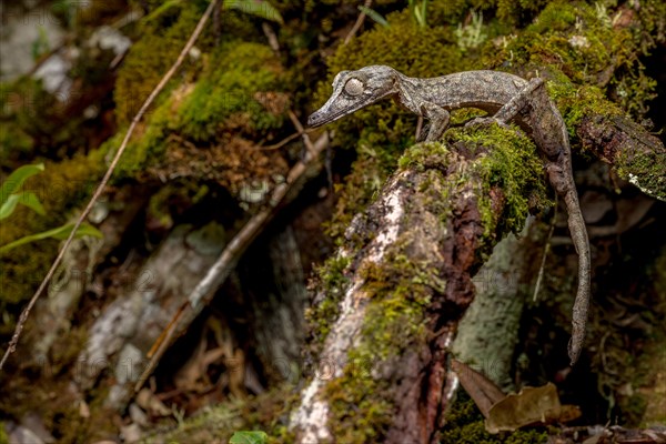 Giant leaf-tailed gecko