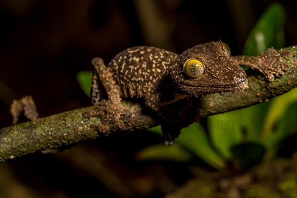 Mossy leaf-tailed gecko