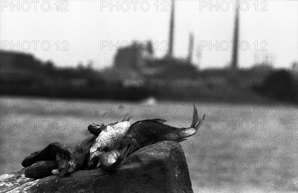 The poison accident on the Rhine