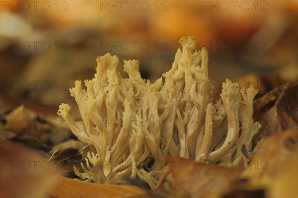 Rich yellow coral