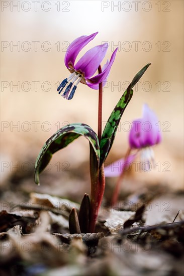 Flowering dog's tooth violet