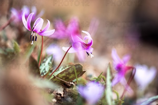 Flowering dog's tooth violet