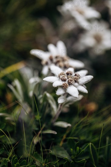 Alpine edelweiss