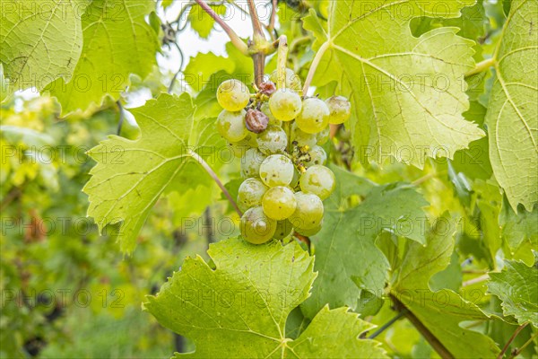 Tpy Auxerrois vine of the Domaine Ruppert vineyard on the Stromberg above the Moselle valley and the village of Schengen