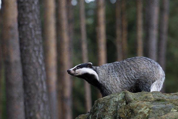 European badger