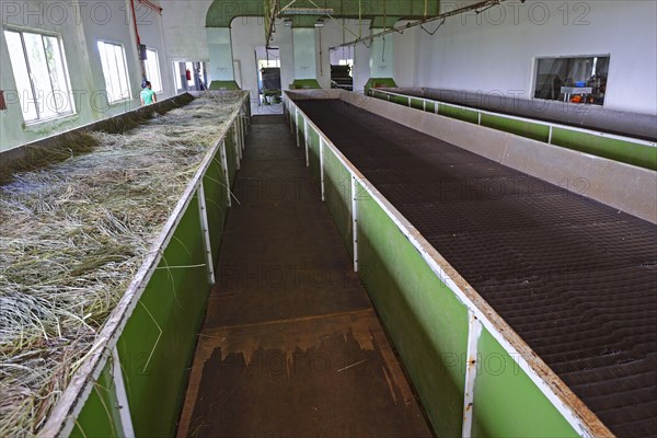 Ribbons for drying the raw tea of the Seyte Tea Company