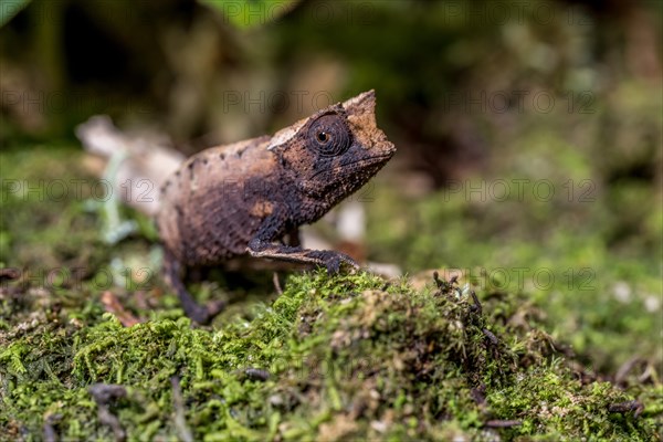 Marojejy leaf chameleon