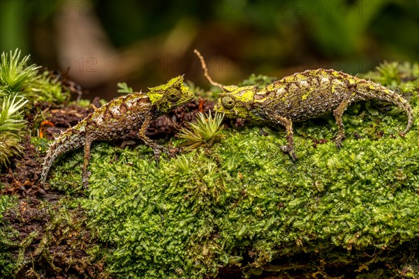 Variegated Earth Chameleon