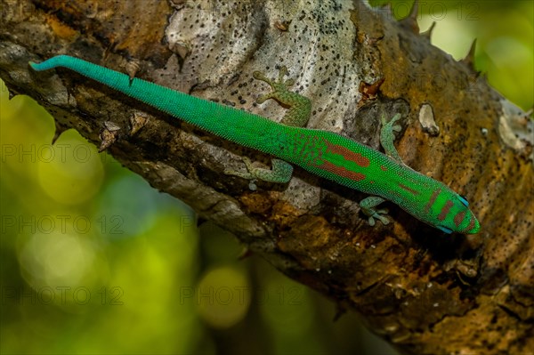 Roesler's day gecko