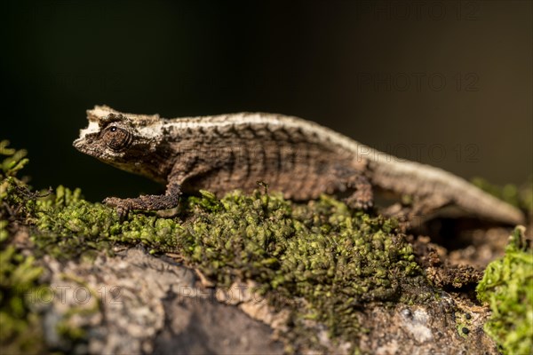 Montagne d Ambre Earth Chameleon