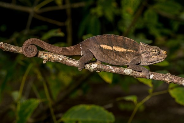 Amber Mountain amber chamaeleon