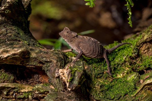 Antakarana ground chameleon