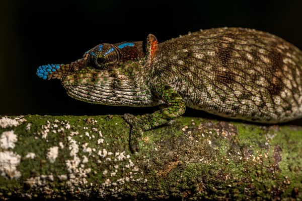 Blue-nosed Chameleon