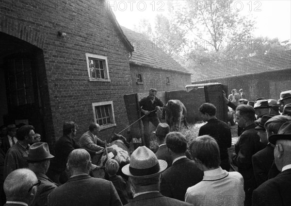 The auction of a bankrupt farm on 22. 09. 1971 in Greven in Muensterland