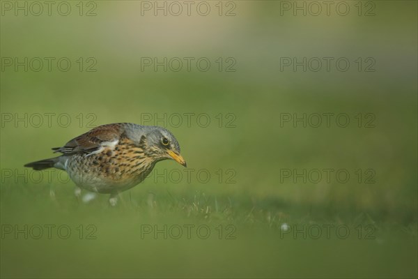 Fieldfare