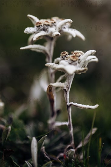 Alpine edelweiss