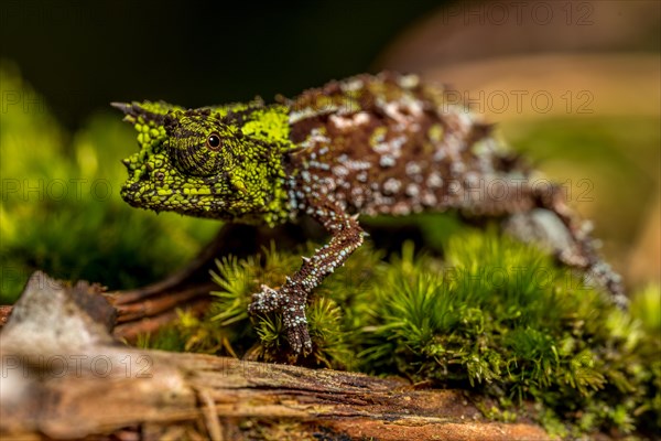 Variegated Earth Chameleon