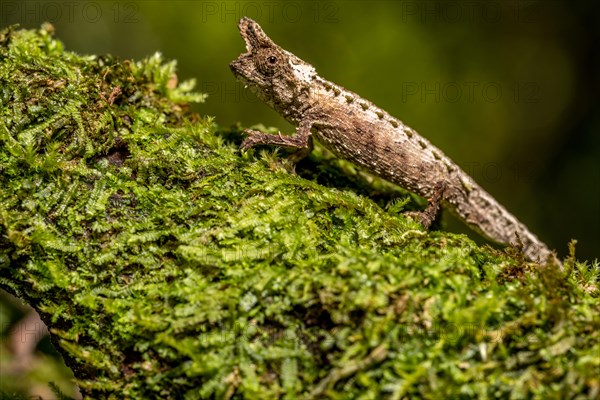 Marojejy Earth Chameleon