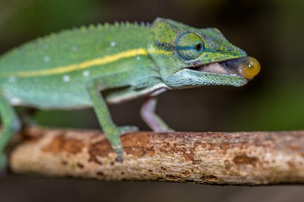 (Calumma guillaumeti), Marojejy National Park, Madagascar, Africa