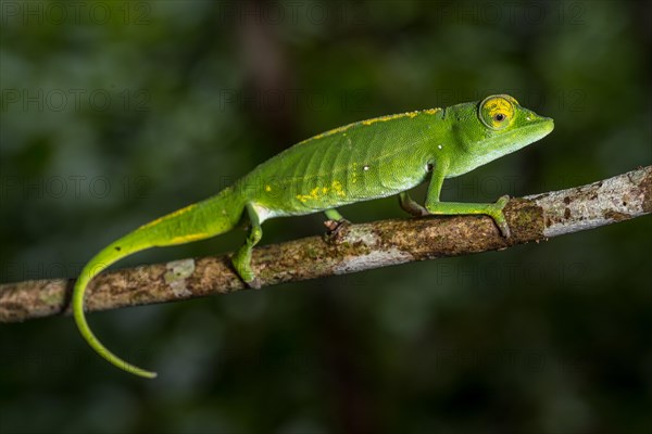 Marojejy chameleon