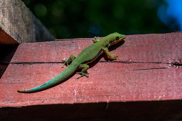 Striped day gecko