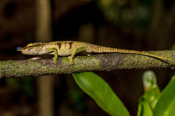 Blue-nosed Chameleon