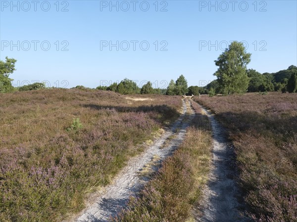 Driveway in the Lueneburg Heath nature park Park during the heath blossom in late summer. Lueneburg Heath