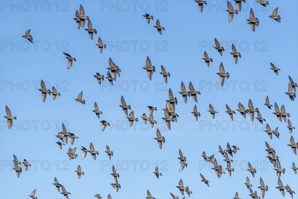Starlings fly south