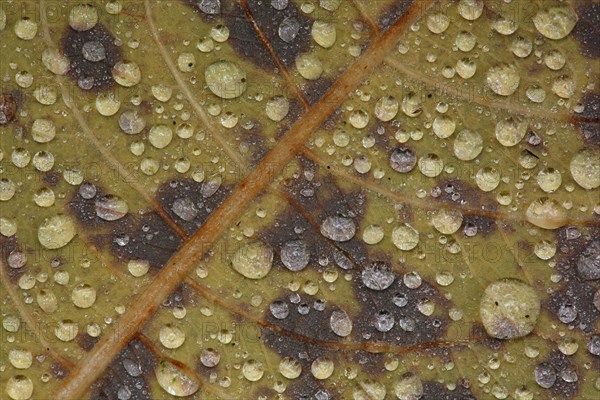 Leaf of black alder