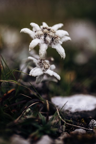 Alpine edelweiss