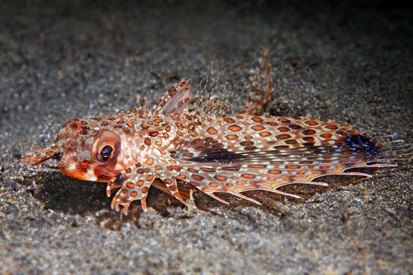 Oriental flying gurnard