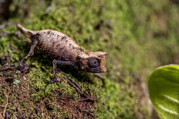 Marojejy leaf chameleon