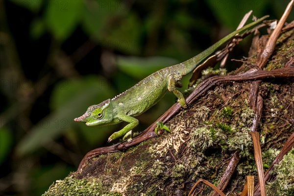 Will's two-horned chameleon