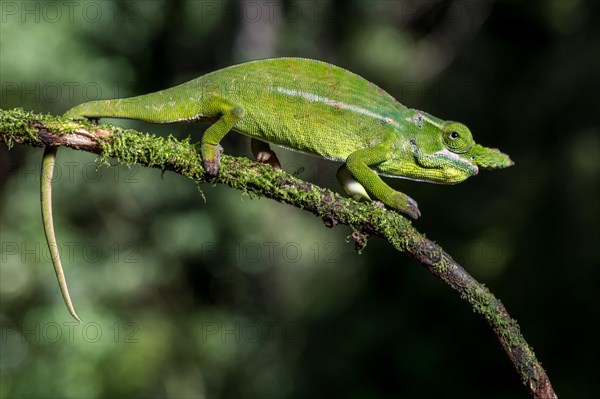 Petters petter's chameleon