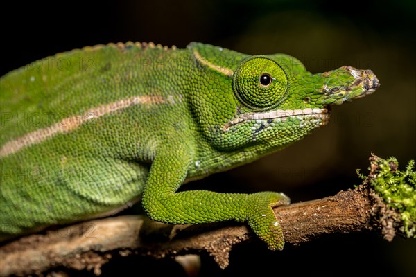 Petters petter's chameleon