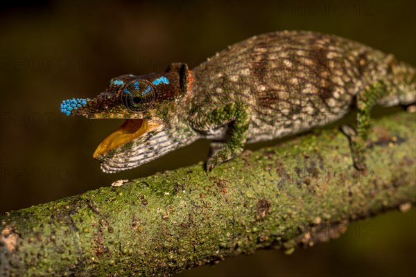 Blue-nosed Chameleon