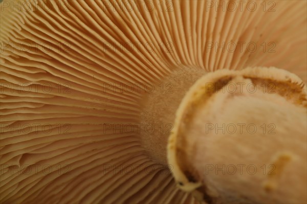 Lamellae of honey yellow Hallimasch