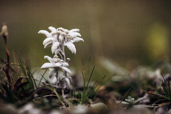 Alpine edelweiss