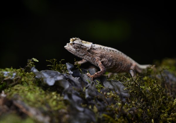 An earth chameleon