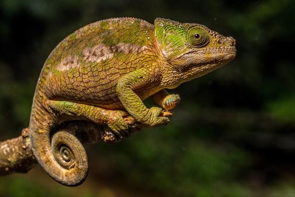 Globifer chameleon