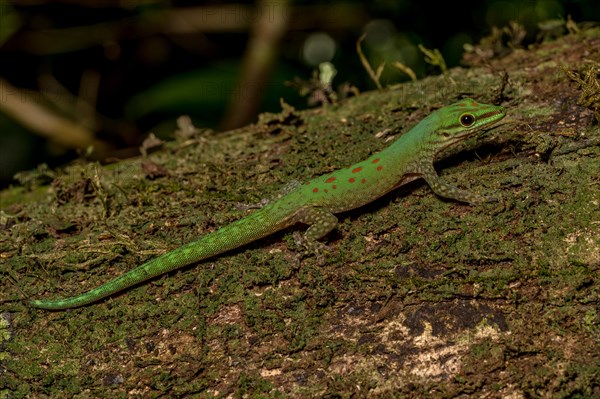 Day gecko