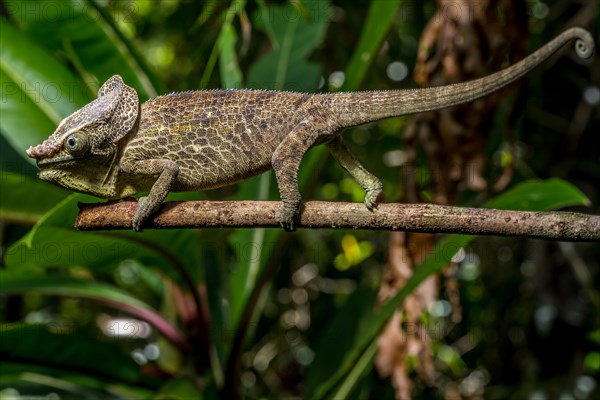 Malthes elephant-eared chameleon